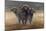 Cape Buffalos-Harro Maass-Mounted Giclee Print