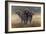 Cape Buffalos-Harro Maass-Framed Giclee Print