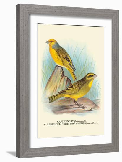 Cape Canary, Sulphur-Coloured Seed-Eater-Arthur G. Butler-Framed Art Print