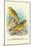 Cape Canary, Sulphur-Coloured Seed-Eater-Arthur G. Butler-Mounted Art Print