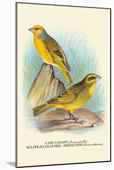 Cape Canary, Sulphur-Coloured Seed-Eater-Arthur G. Butler-Mounted Art Print
