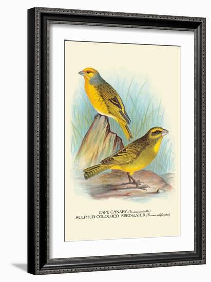 Cape Canary, Sulphur-Coloured Seed-Eater-Arthur G. Butler-Framed Art Print