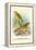 Cape Canary, Sulphur-Coloured Seed-Eater-Arthur G. Butler-Framed Stretched Canvas