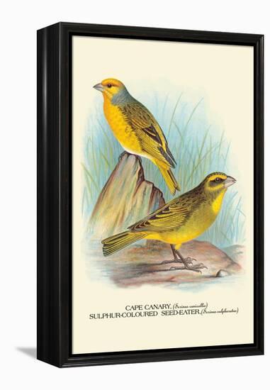 Cape Canary, Sulphur-Coloured Seed-Eater-Arthur G. Butler-Framed Stretched Canvas