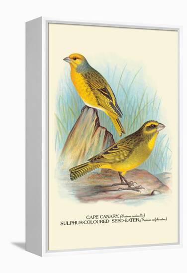 Cape Canary, Sulphur-Coloured Seed-Eater-Arthur G. Butler-Framed Stretched Canvas