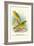 Cape Canary, Sulphur-Coloured Seed-Eater-Arthur G. Butler-Framed Art Print