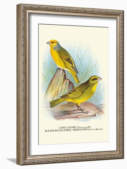 Cape Canary, Sulphur-Coloured Seed-Eater-Arthur G. Butler-Framed Art Print