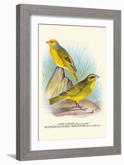 Cape Canary, Sulphur-Coloured Seed-Eater-Arthur G. Butler-Framed Art Print