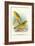 Cape Canary, Sulphur-Coloured Seed-Eater-Arthur G. Butler-Framed Art Print