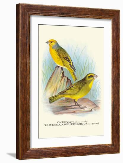 Cape Canary, Sulphur-Coloured Seed-Eater-Arthur G. Butler-Framed Art Print