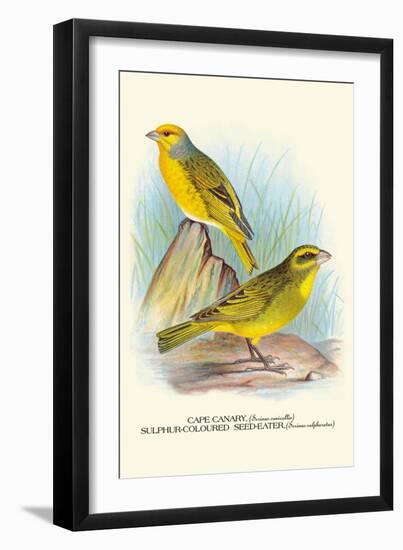 Cape Canary, Sulphur-Coloured Seed-Eater-Arthur G. Butler-Framed Art Print