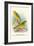 Cape Canary, Sulphur-Coloured Seed-Eater-Arthur G. Butler-Framed Art Print