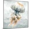 Cape Cod Jellyfish-Nicole DeCamp-Mounted Art Print