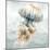 Cape Cod Jellyfish-Nicole DeCamp-Mounted Art Print