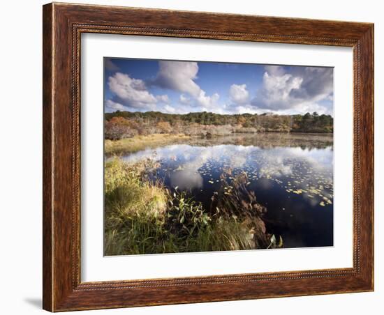 Cape Cod Wetlands, Massachusetts, USA-William Sutton-Framed Photographic Print