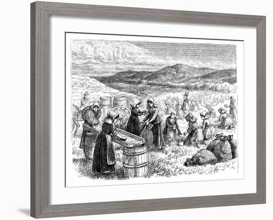 Cape Cod Women Picking and Sorting Cranberries, 1875-null-Framed Giclee Print