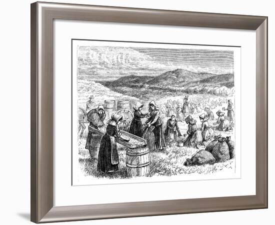 Cape Cod Women Picking and Sorting Cranberries, 1875-null-Framed Giclee Print