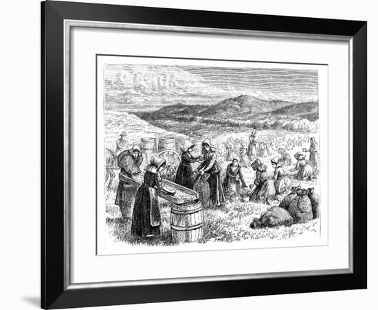 Cape Cod Women Picking and Sorting Cranberries, 1875-null-Framed Giclee Print