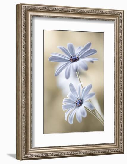 Cape Daisies-Mandy Disher-Framed Photographic Print