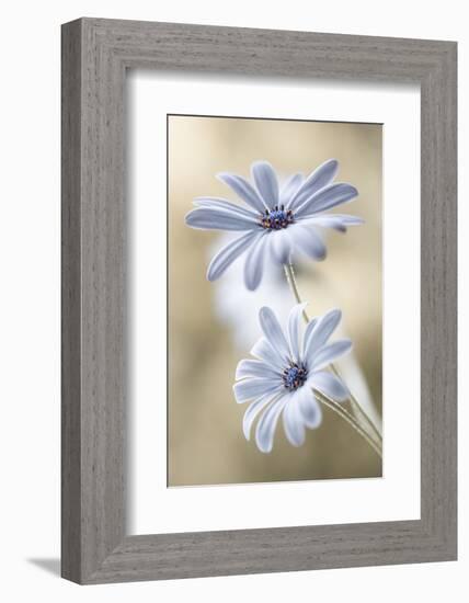 Cape Daisies-Mandy Disher-Framed Photographic Print