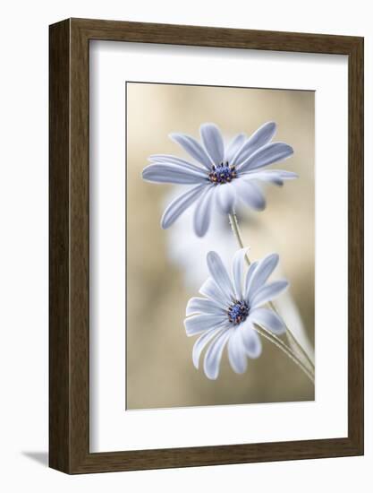 Cape Daisies-Mandy Disher-Framed Photographic Print