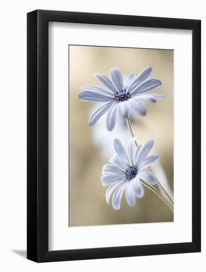 Cape Daisies-Mandy Disher-Framed Photographic Print