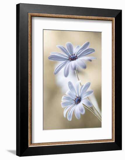 Cape Daisies-Mandy Disher-Framed Photographic Print