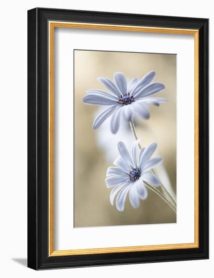 Cape Daisies-Mandy Disher-Framed Photographic Print