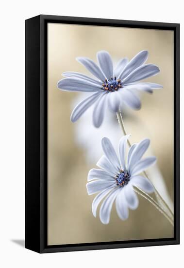 Cape Daisies-Mandy Disher-Framed Premier Image Canvas