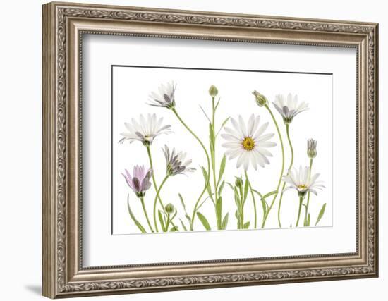 Cape Daisies-Mandy Disher-Framed Photographic Print