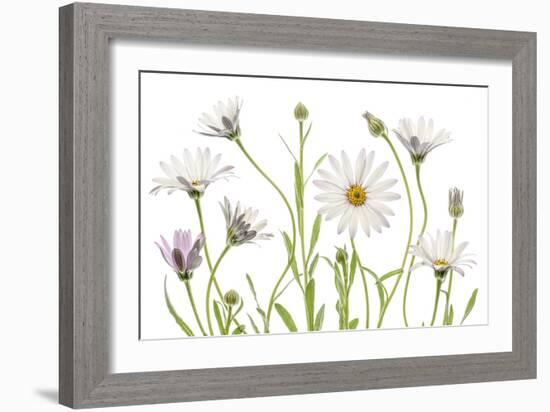 Cape Daisies-Mandy Disher-Framed Photographic Print