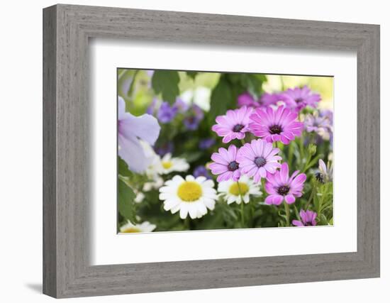 Cape Daisy, Margerite, Osteospermum, Leucanthemum-Sweet Ink-Framed Photographic Print