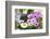 Cape Daisy, Margerite, Osteospermum, Leucanthemum-Sweet Ink-Framed Photographic Print