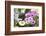 Cape Daisy, Margerite, Osteospermum, Leucanthemum-Sweet Ink-Framed Photographic Print