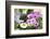 Cape Daisy, Margerite, Osteospermum, Leucanthemum-Sweet Ink-Framed Photographic Print