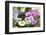 Cape Daisy, Margerite, Osteospermum, Leucanthemum-Sweet Ink-Framed Photographic Print