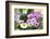 Cape Daisy, Margerite, Osteospermum, Leucanthemum-Sweet Ink-Framed Photographic Print