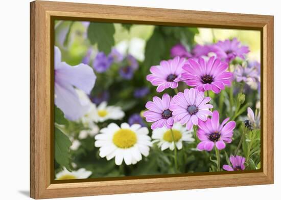 Cape Daisy, Margerite, Osteospermum, Leucanthemum-Sweet Ink-Framed Premier Image Canvas