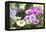 Cape Daisy, Margerite, Osteospermum, Leucanthemum-Sweet Ink-Framed Premier Image Canvas