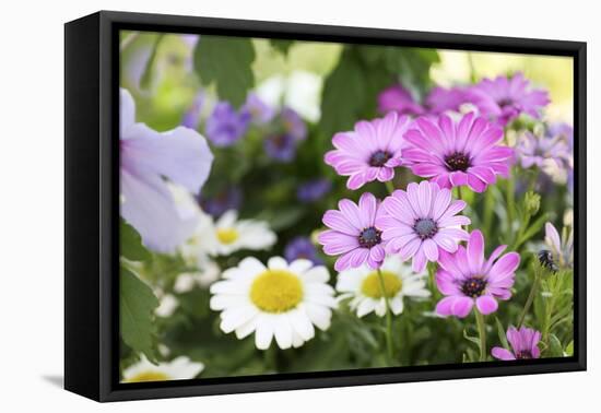 Cape Daisy, Margerite, Osteospermum, Leucanthemum-Sweet Ink-Framed Premier Image Canvas