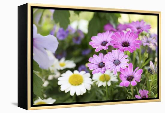 Cape Daisy, Margerite, Osteospermum, Leucanthemum-Sweet Ink-Framed Premier Image Canvas