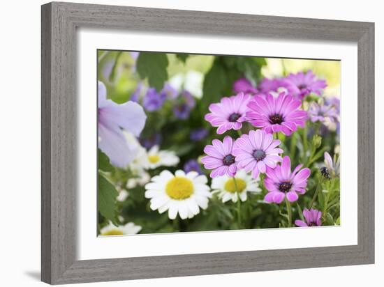 Cape Daisy, Margerite, Osteospermum, Leucanthemum-Sweet Ink-Framed Photographic Print