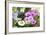 Cape Daisy, Margerite, Osteospermum, Leucanthemum-Sweet Ink-Framed Photographic Print