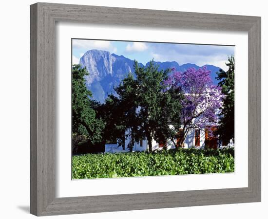 Cape Dutch Farmstead Vineyard Near Franschoek, Western Cape, South Africa-John Warburton-lee-Framed Photographic Print