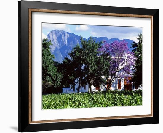 Cape Dutch Farmstead Vineyard Near Franschoek, Western Cape, South Africa-John Warburton-lee-Framed Photographic Print