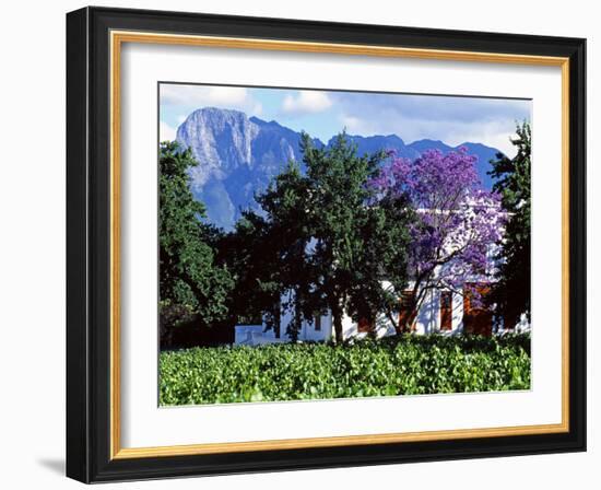 Cape Dutch Farmstead Vineyard Near Franschoek, Western Cape, South Africa-John Warburton-lee-Framed Photographic Print