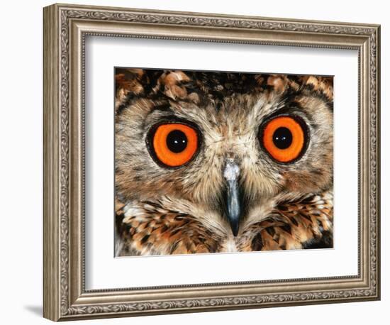 Cape Eagle Owl Eyes-Martin Harvey-Framed Photographic Print