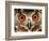 Cape Eagle Owl Eyes-Martin Harvey-Framed Photographic Print