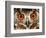 Cape Eagle Owl Eyes-Martin Harvey-Framed Photographic Print