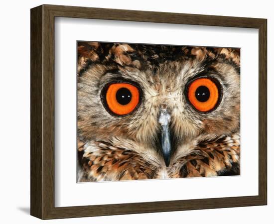 Cape Eagle Owl Eyes-Martin Harvey-Framed Photographic Print